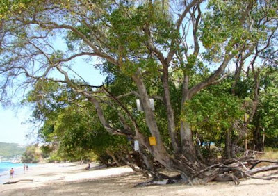 Inilah Pokok Paling Beracun Di Dunia