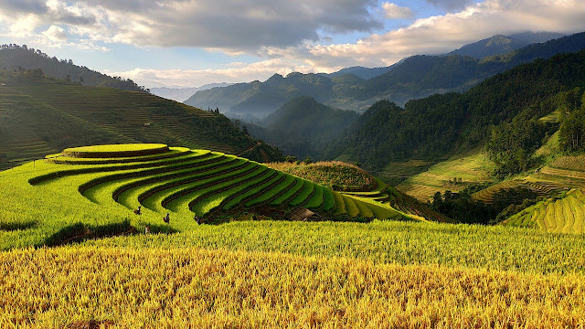 Vietnam is wonderful in ripen rice season