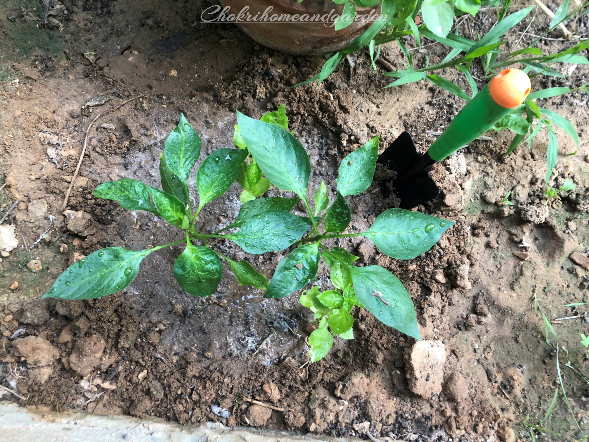 Basil is a wonderful pepper plant companions. Basil wards off thrips, flies, and mosquitoes. Basil flowers attract beneficial predatory wasps that feed on aphids.