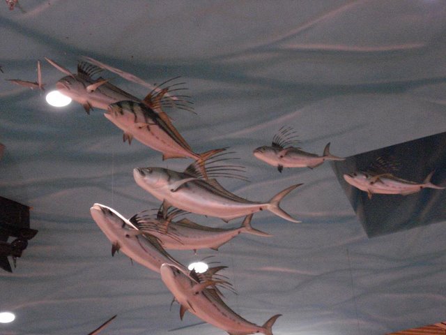 RoosterFish Scene