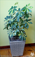 Schefflera arboricola - Szeflera drzewkowata 