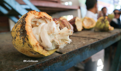 Wisata Edukasi Pusat Penelitian Kopi dan Kakao Indonesia di Jember