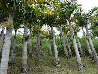 Palmiste marron - Palmier marron - Arbre bouteille - Hyophorbe verschaffeltii