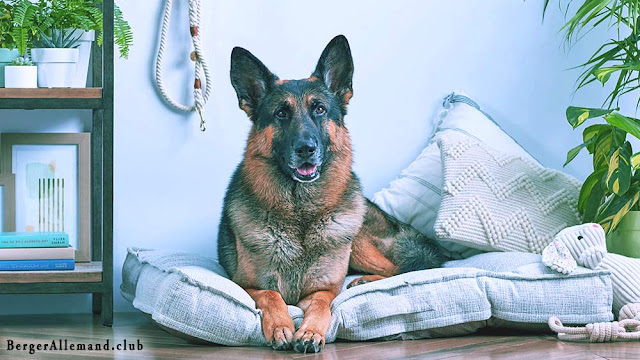 chien berger allemand poil long