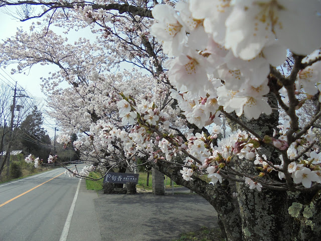ホテル旬香大山リゾートのソメイヨシノ桜が満開
