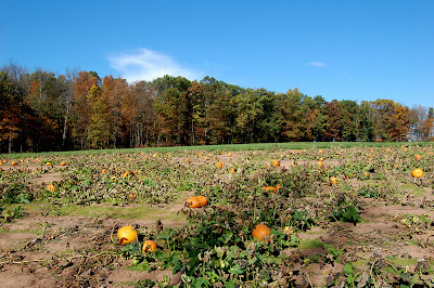 Pumpkin patch.