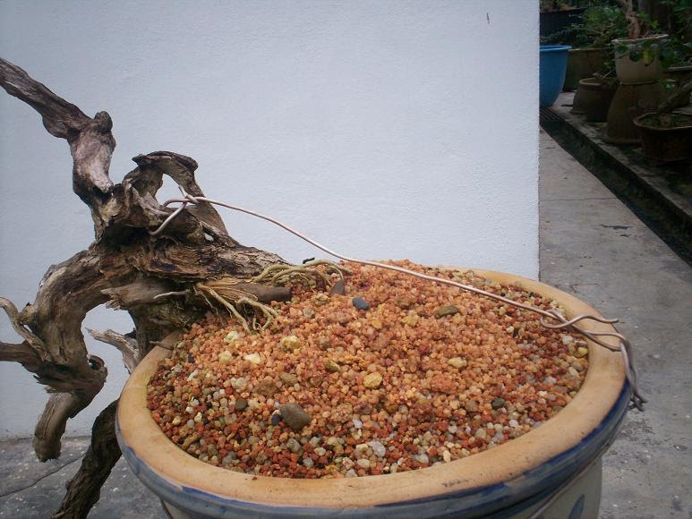 Nature of Bonsai Pasir Bukit dan cara kahwinkan pokok bebuas 