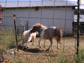 Miniature horse biting palomino Miniature horse