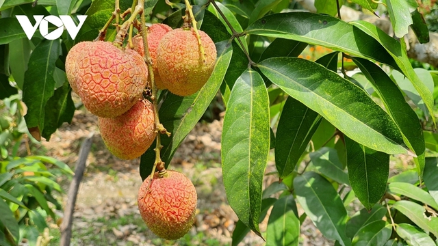 Hơn 100 thương nhân Trung Quốc đến Lục Ngạn để <a href=