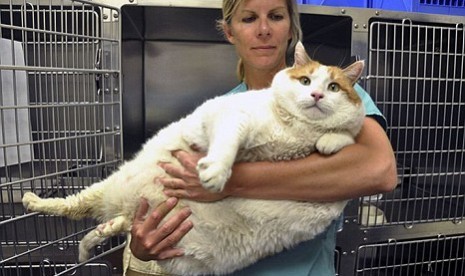 Rekor kucing terbesar di dunia  Kucing gue