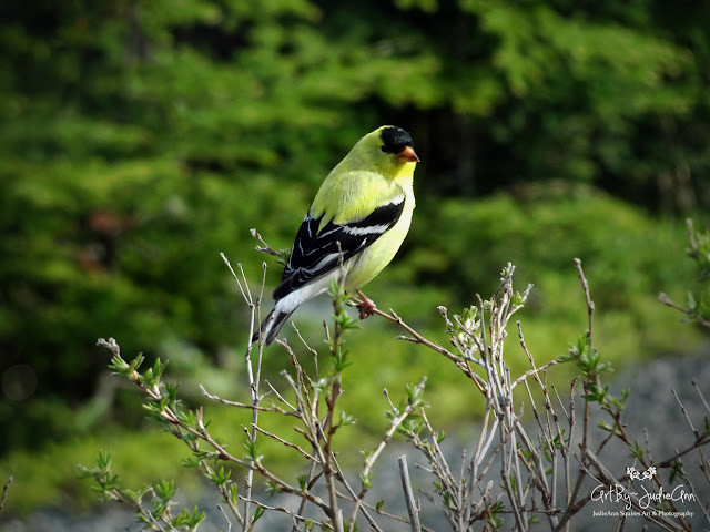 Yellow Goldfinch