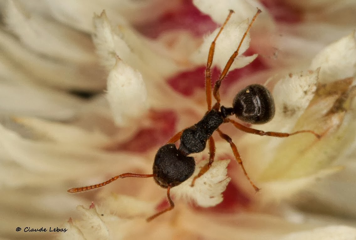 http://fourmis-laos.blogspot.fr/2014/01/dolichoderus-feae.html