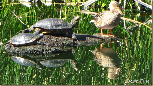 Sweetwater wetlands_011