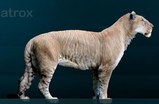 atrox_1