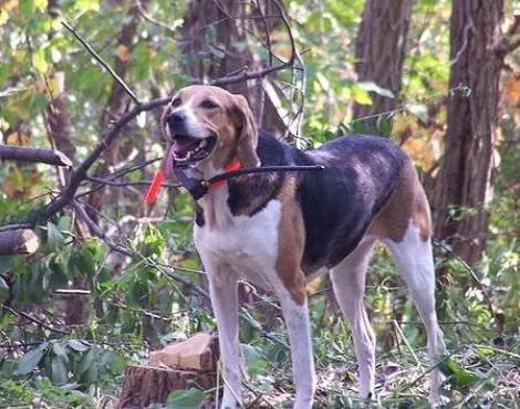 Amerikan Foxhound Köpek (American Foxhound) Hakkında Bilgiler