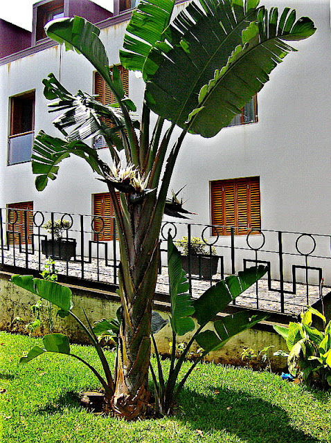 Giant Bird Of Paradise Plant