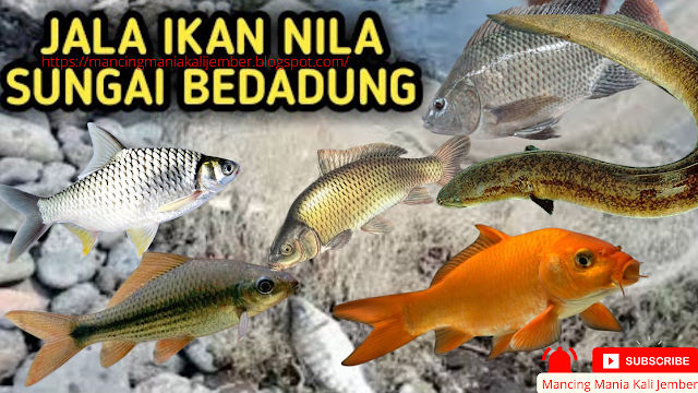 Jala Ikan Di Sungai Harga Jala Ikan Ukuran Besar Jala Udang Kecil Harga Jala Ikan Kecil Jala Ikan Wader Jala Ikan Import Jala Udang Jala Ikan Terbaik Harga Jala Ikan 5 Meter Jaring Jala Harga Jala Ikan Buatan Tangan Harga Jala Ikan 3 Meter Jala Ikan Jalaikan Harga Jala Ikan 4 Meter Kecrik Ikan Beli Jala Ikan Jaring Ikan Bekas Jala Ikan Murah Harga Jala Ikan Wader Harga Kecrik Ikan Harga Timah Jala Ikan Harga Jala Udang Harga Jaring Jala Ikan Harga Jala Ikan Jala Ikan Kecil Jaring Jala Ikan Harga Jala Ikan Ukuran Kecil Ukuran Jala Ikan Harga Jala Tebar Harga Jala Ikan Bekas Cara Membuat Jaring Ikan Cara Membuat Jala Ikan Cara Membuat Jala Harga Jala Ikan Sungai Cara Melempar Jala Cara Membuat Jaring Ikan Kecil Jala Ikan Besar Udang Jala Cara Menebar Jala Jala Ikan Sungai Jenis Jala Ikan Harga Jala Ikan Murah Cara Melempar Jala Ikan Jala Ikan Yang Bagus Jala Tebar Jala Jaring Cara Membuat Jala Udang Jala Kecil Ukuran Jala Udang Ikan Jala Jala Apung Cara Membuat Jaring Ikan Sendiri Jala Udang Galah Membuat Jaring Ikan Membuat Jala Jala Ikan Di Laut Melempar Jala Pemberat Jaring Ikan Jaring Tebar Cara Jala Ikan Cara Menganyam Jala Harga Jala Ikan Besar Harga Batu Jala Ikan Shopee Jala Ikan Cara Tebar Jala Ikan Jala Ikan Modern Jala Ikan Dan Udang Cara Menebar Jala Ikan Ukuran Jala Harga Jala Kecil Penjual Jala Ikan Jala Pukat Jala Ikan Laut Harga Jaring Tebar Ikan Cara Melempar Jaring Ikan Cara Membuat Jala Ikan Tradisional Jenis Jenis Jala Ikan Cara Membuang Jala Ikan Cara Membuat Jaring Ikan Laut Jala Jaring Ikan Jala Ikan Mini Cara Melempar Jaring Jala Jala Ikan Belanak Jala Ikan Harga Jala Payung Ikan Timah Jala Ikan Pemberat Jala Jala Ikan Buatan Tangan Jala Ikan Udang Jala Ikan Warna Warni Jala Ikan Besar2 Jala Ikan Gabus Pengrajin Jala Ikan Harga Jala Ikan Udang Cara Melempar Jaring Jala Ikan Jala Ikan Bekas Cara Menganyam Jala Ikan Tebar Jala Ikan Jala Di Sungai