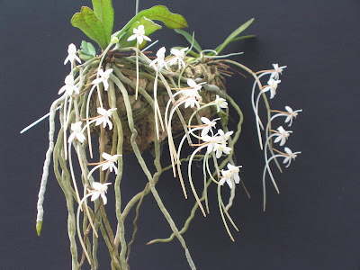 Aerangis appendiculata orchid plant care and culture