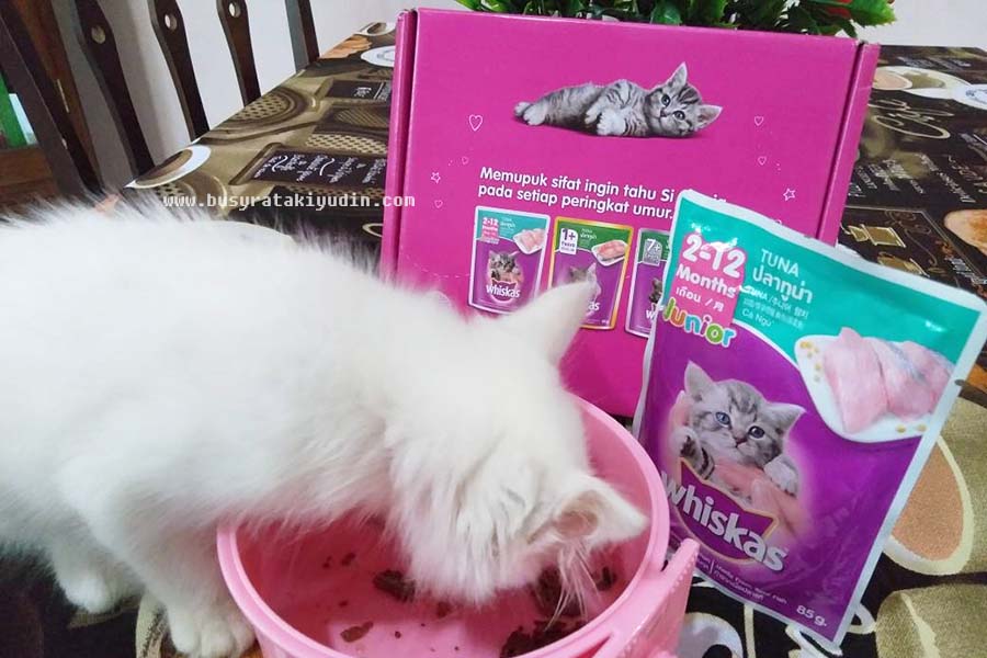 TUAH DAPAT MAKANAN KUCING PERCUMA DARI WHISKAS