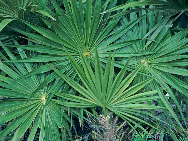 Creeping Saw Palmetto