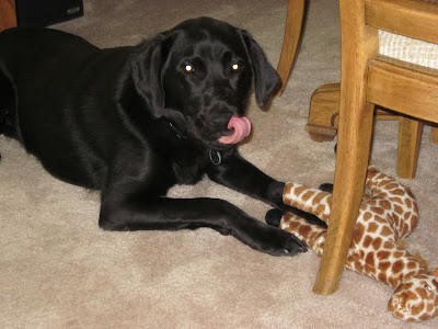 Dagan lying by the table, the giraffe about a foot in front up him. Dagan's tongue is out and curled up, licking his chops