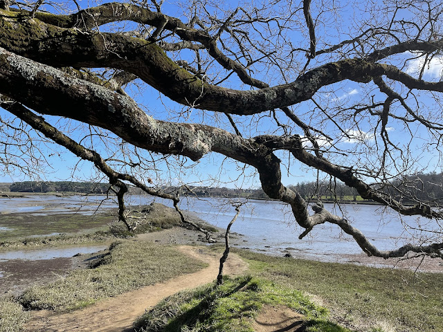 branches, printemps, allées, bourgeons, EMBAUMER, ENCHANTEMENT,