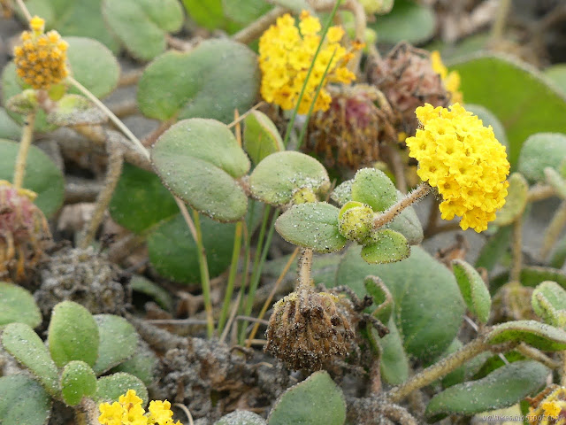 yellow flower