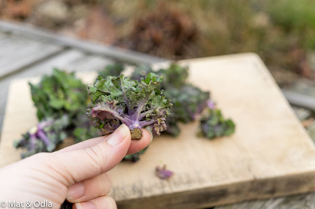 flower sprouts