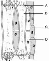 class 9 science tissues case study questions