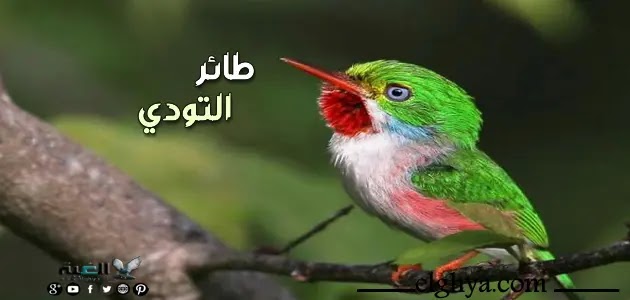 أجمل الطيور في العالم بالصور بالتفصيل