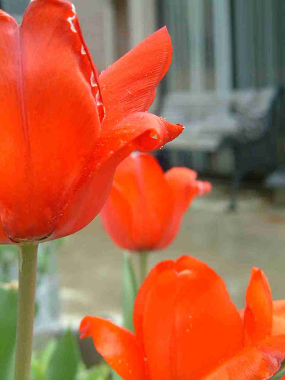 Very red tulips