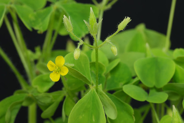 Кислица торчащая / Кислица прямая (Oxalis stricta)