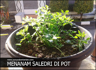 Cara menanam Seledri di Pot atau Polybag dengan mudah