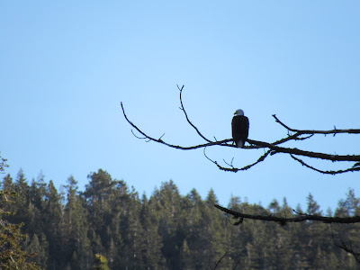 Lassen Volcanic National Park California birding