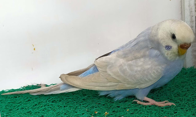 Dilute Budgerigar in Bangladesh