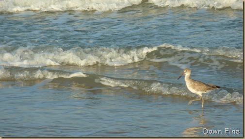 padre island_063