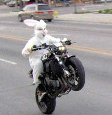 bunny on a motorcycle