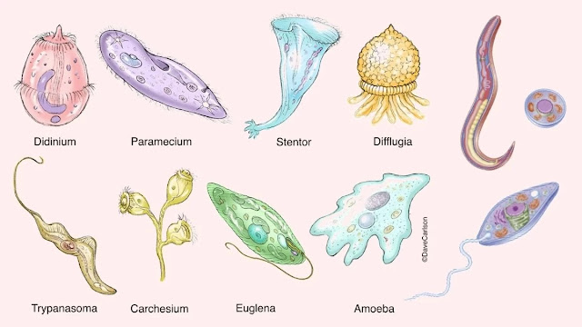 protozoa