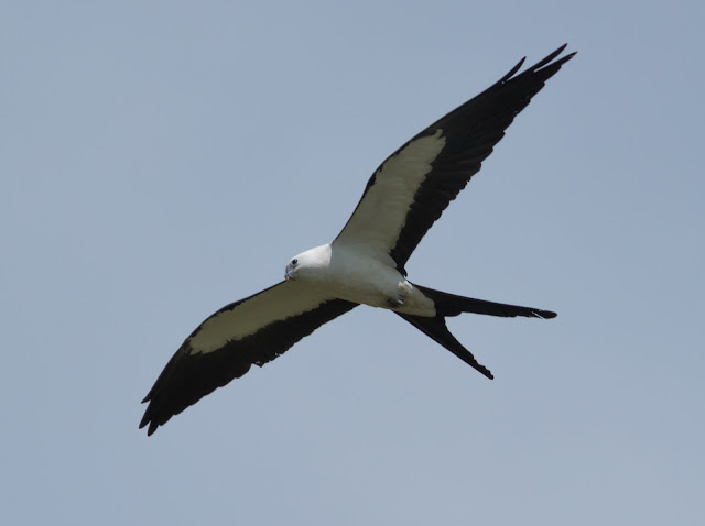 Swallow-tailed Kite - Stormwater Treatment Area 5/6, Florida