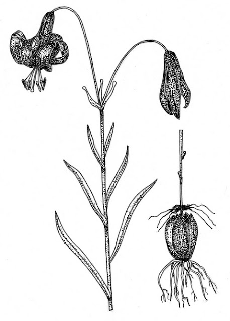 Лилия мозолистая (Lilium callosum)