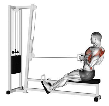 2- Seated Cable Rows