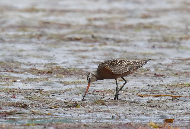 Hudsonian Godwit