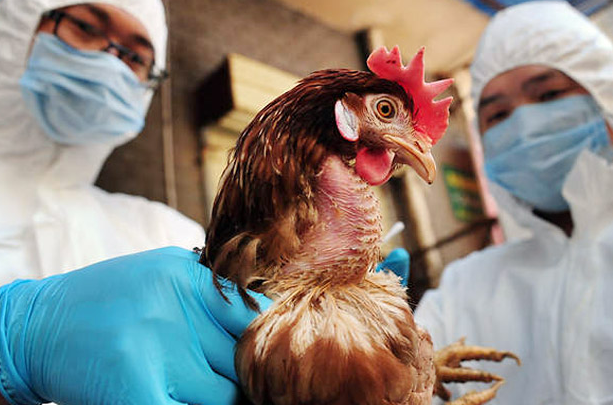 Pakar Kesehatan Bicara Kemungkinan Flu Burung Langka China Berubah Jadi Wabah