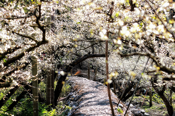 新社梅花隧道、小木屋鮭魚葡萄、梅花森林，台中賞梅花好去處