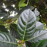 Jack Fruit Trees : Jackfruit Care How To Grow Jackfruit Trees : Use them in commercial designs under lifetime, perpetual & worldwide rights.