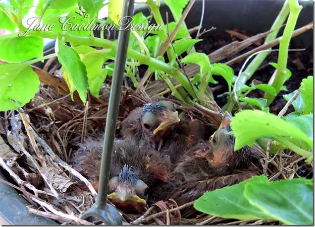 BabiesWithFeathers