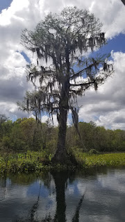 A very large tree in a Florida swamp, covered in Spanish moss.
