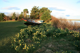 Daffodils and Renvyle, Connemara county Galway on a March morning