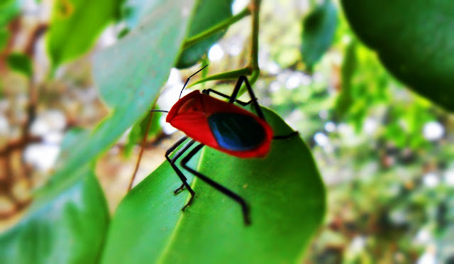 ใบไม้สีเขียว กับแมลงสีแดง