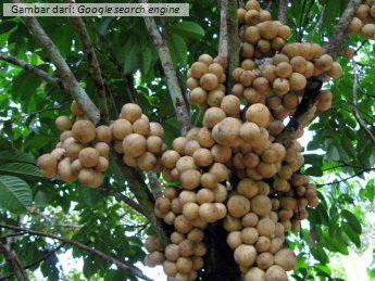 Budidaya Tanaman Buah  Duku Pertanian